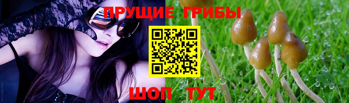 Курчатов  Галлюциногенные грибы ЛСД  как найти наркотики  Вход с VPN 